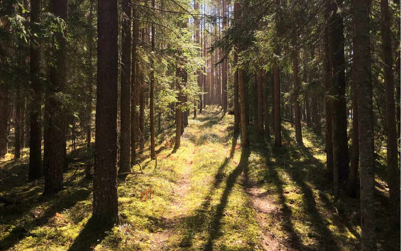 hetkeretked - guided hikes in Estonian wilderness.